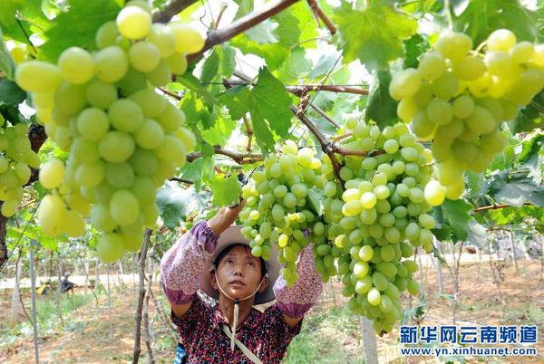 云南文山葡萄农业庄园带动农民增收致富|葡萄
