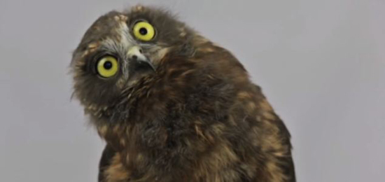 新西兰猫头鹰宝宝跳舞视频走红 摇头晃脑秀呆萌(组图)
