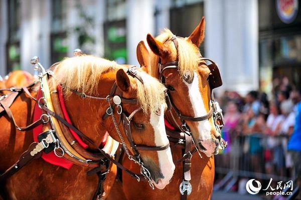 .图为参与游行的马车。 人民网纽约  李天摄