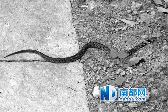 广东颈槽蛇