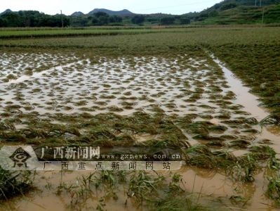 南宁大化人口_南宁人口分布图