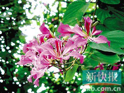 红花    羊蹄甲