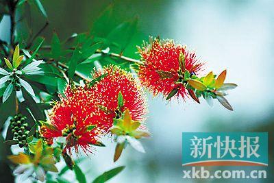 串钱柳