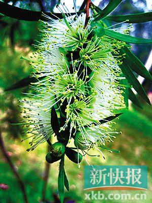 白千层