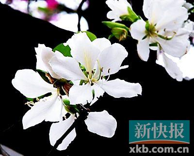 羊蹄甲(白花)