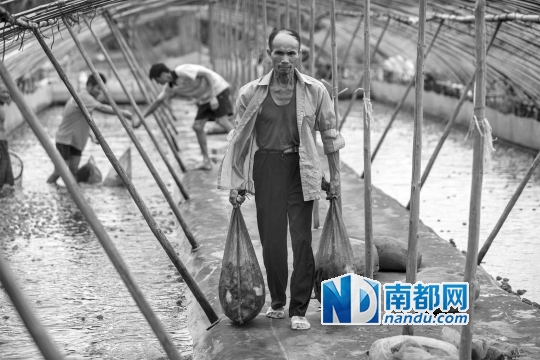 淡季时,养蛙人要依靠本地的消费群体,他们大多是当地养蛇人。