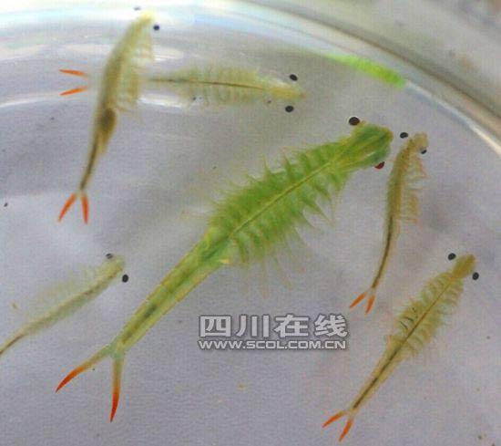 成都现恐龙时代仙女虾 虾卵能抗100度沸水|成