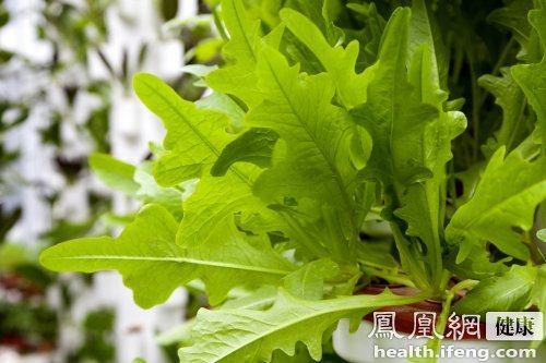 茼蒿又名"皇帝菜" 适量食用消食开胃