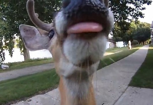 小鹿凑近镜头,似乎把它当成了食物。