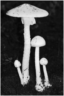 白色,菌体幼时卵形,后菌盖展开成伞状;在新鲜的蘑菇中其毒素含量甚高
