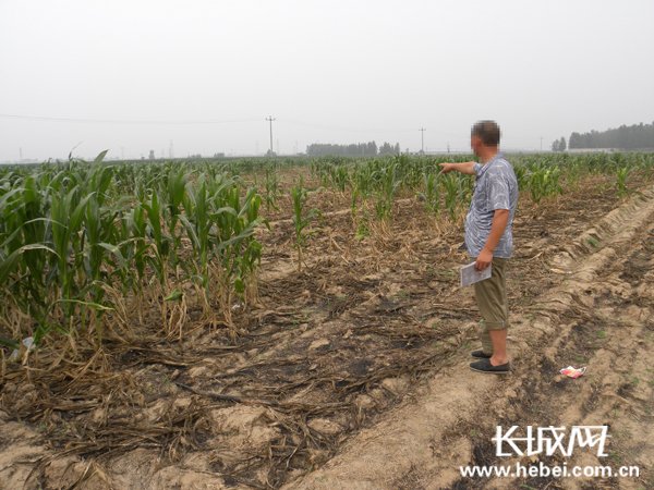 南营村一村民介绍当时玉米田被烧情况。孟捷摄