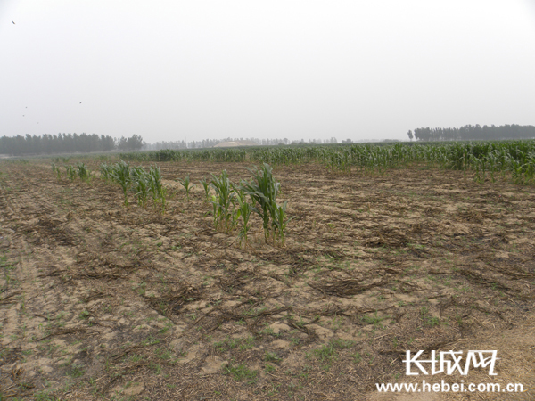 大片被烧玉米田成焦黑色。孟捷摄