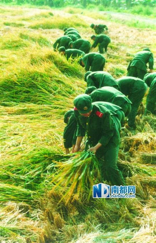 东莞边检官兵帮助农民抢收水稻。