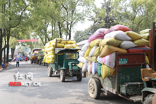 湖南省粮食局开展人性服务 解决农民卖粮实际