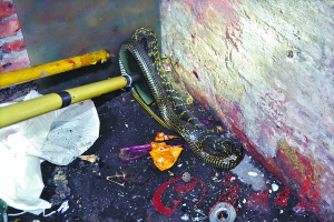 广东：1.8米长大蛇“擅闯”民宅 消防员将其带走(图)