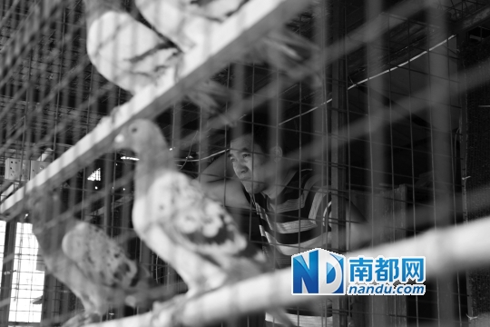 6 喂养鸽子。