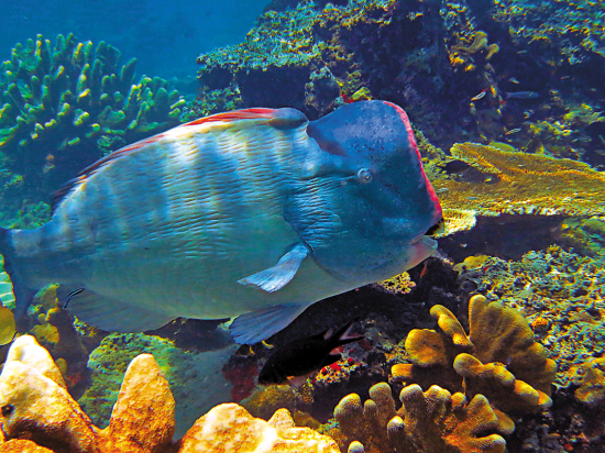 诗巴丹掉进上帝的水族箱|抹香鲸|导游_凤凰读书