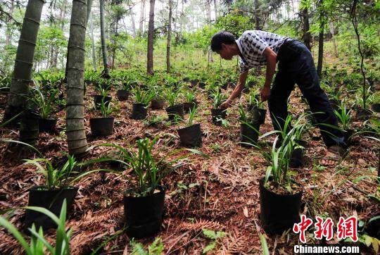 原标题:"客家首府"的生态路径:变绿变美变富 长汀三洲镇昔日火焰山