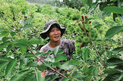 红毛丹:个头变矮了果子更靓了|红毛丹|热作