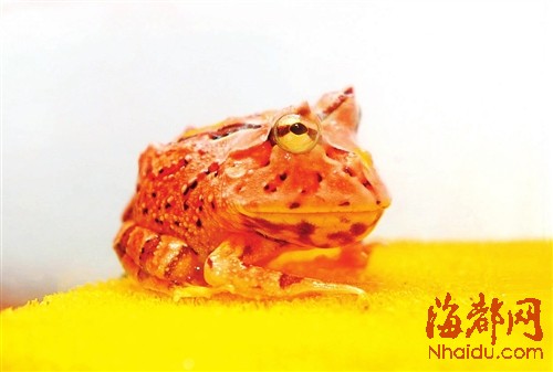 宠物店里有树蛙出售