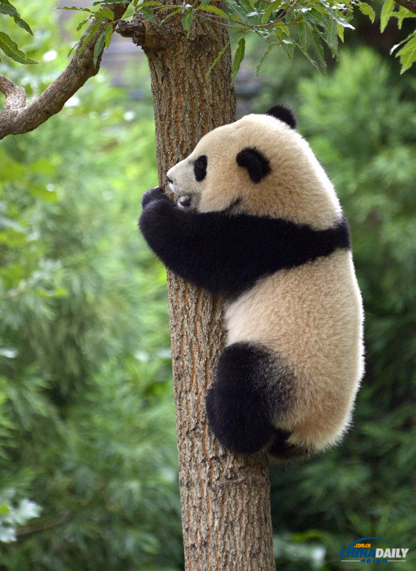美国动物园庆熊猫宝宝一周岁 举办隆重庆生活