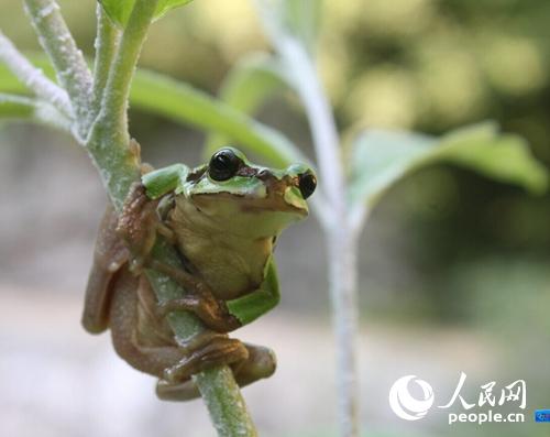秦岭雨蛙是爬树健将蒲志勇摄