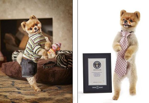 　　用两条腿跑最快的狗:美国小狗用后腿7秒内可跑10米