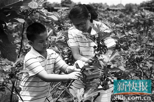 ■这个小朋友采摘无花果的样子好认真哦。