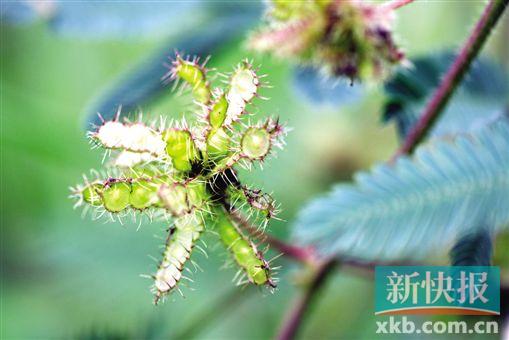 你知道植物怎样查户口吗|中药|学生