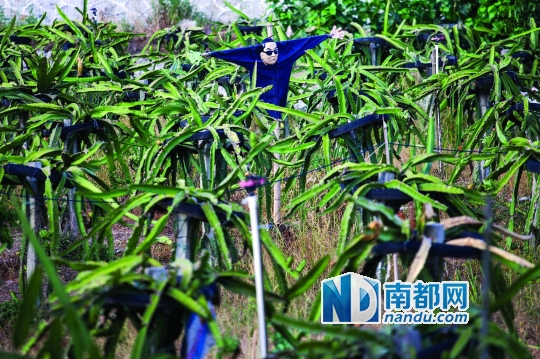 火龙果白天不开花,地里更吸引眼球的是一个假