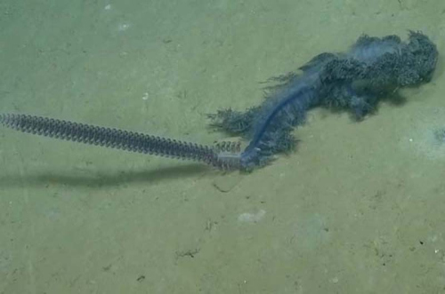 海洋学家在墨西哥湾发现罕见紫色管水母