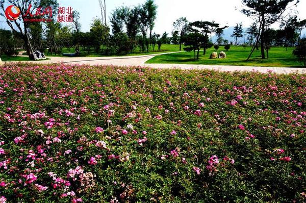 图为鲜花盛开的桥头公园