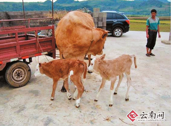 牛妈妈产下“龙凤胎”