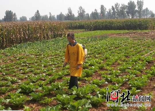 保定63岁农妇徐玉哲创作咏农新诗近百首(组图