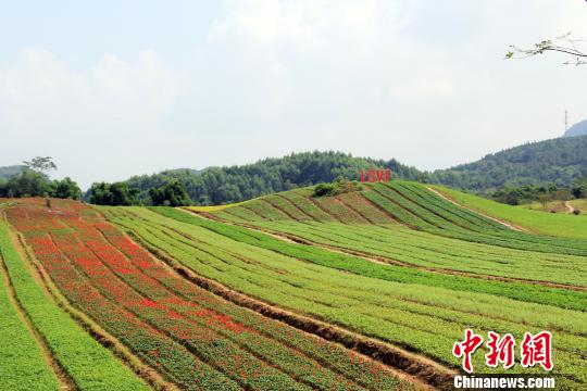 重庆乡村百亩花海初绽 各地游客纷至沓来|花