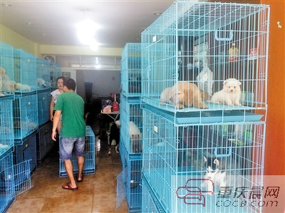 他们之前接到很多市民对这家宠物店的投诉,但该宠物店能出示动物检疫