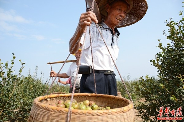 田里话前景 湖南计划6年内油茶产值提至400亿