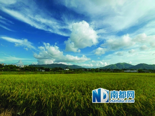 《收成,塱原》 农田,收成。这是很多人未曾见过的香港。摄影师红姑说:“香港还有一块米田。我拍完之后,第二天那些米收成了之后,我觉得很久都不会再种了,因为那些土地都要用来发展。”