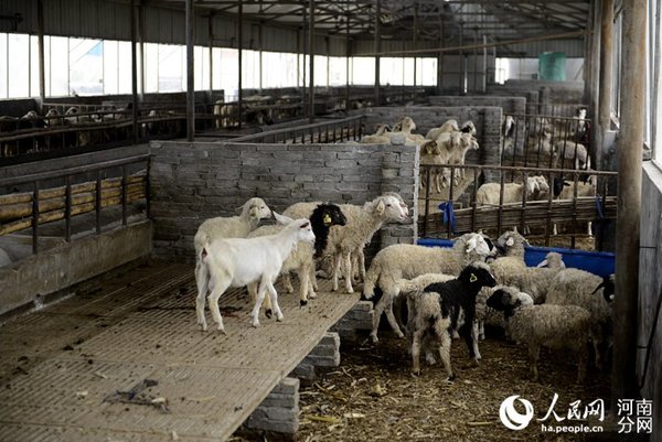 目前辉县引导移民村发展高效种养殖业，走上了“一村一品”的致富路