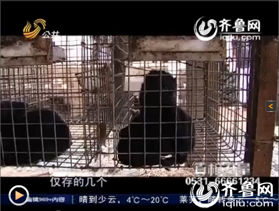 潍坊安丘千只水貂一夜死亡，无人负责养殖户损失惨重。（图片来源：视频截图）