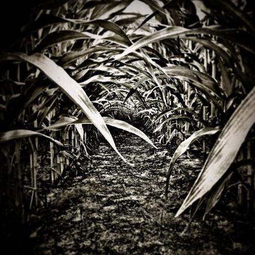 美国十大挑战恐怖极限鬼屋揭秘|游客|景点