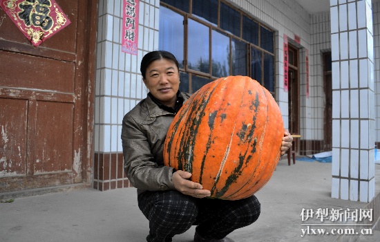 邢克芹抱着大南瓜。