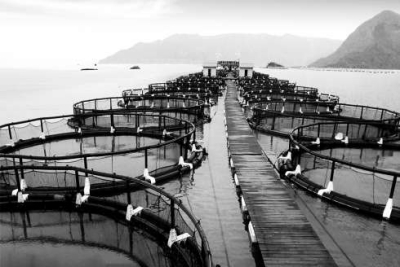 ▲三都澳三洲半岛大黄鱼基地