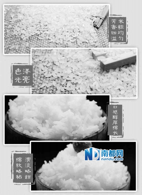 五常大米质感：做成米饭后，米饭透明发亮有油光。