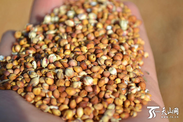 “红缨子”高粱喜获丰收。