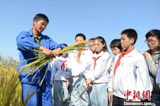 苏州小学生走进农场在工作人员的指导下体验割稻。王思哲　摄