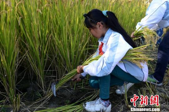 苏州小学生走进农场体验割稻，感受“粒粒皆辛苦”。王思哲　摄