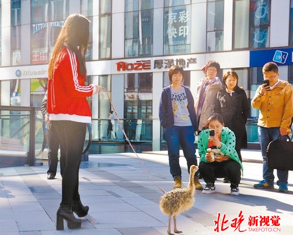 美女在三里屯、东大桥等繁华地段遛鸵鸟(图/文 北京晚报)