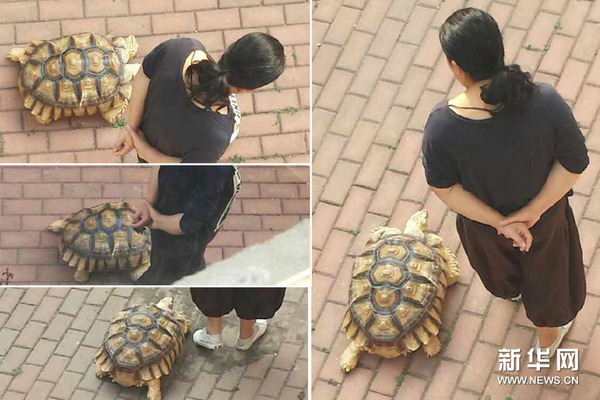 女子马路上遛乌龟 小伙伴们都惊呆了