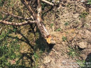 应阿姨家30多棵玉露桃树一夜之间全遭割根|桃